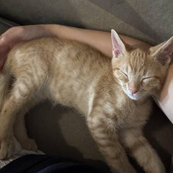 Char Aznable -  Domestic Short Hair Cat for Adoption in Richmond, Virginia - Char Aznable | PetCurious