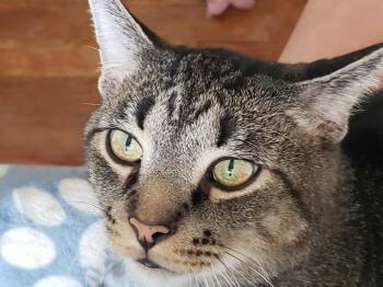 Rescue Domestic Short Hair Cats for Adoption in Grand Rapids, Michigan - Deuce | PetCurious