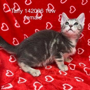 Taffy -  Domestic Short Hair Cat for Adoption in New Tazewell, Tennessee - Taffy | PetCurious
