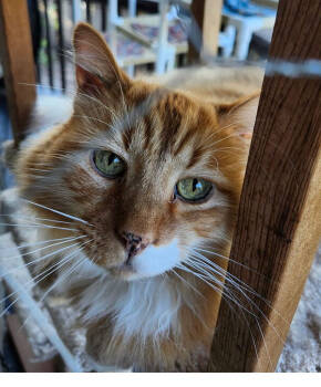 Rescue Domestic Medium Hair Cats for Adoption in Eugene, Oregon - Taz | PetCurious