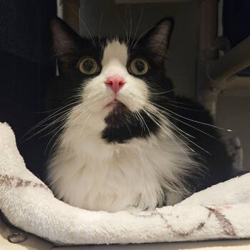 Kit-Kat 8 -  Domestic Short Hair Cat for Adoption in Austin, Texas - Kit-Kat 8 | PetCurious