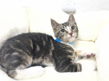 Tabby Cats Available for Adoption in Pasco, Washington - Vince | PetCurious