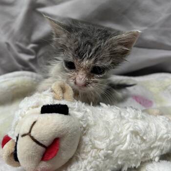 Fig -  Domestic Short Hair Cat for Adoption in Mount Vernon, Indiana - Fig | PetCurious