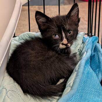 Sushi -  Domestic Medium Hair Cat for Adoption in Jefferson City, Tennessee - Sushi | PetCurious