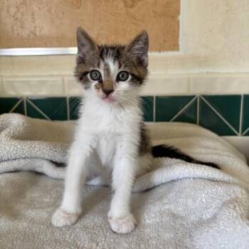 Rowan Bloom -  Tabby and Domestic Short Hair Cat for Adoption in Friendswood, Texas - Rowan Bloom | PetCurious
