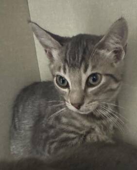Big Biscuit -  Domestic Short Hair Cat for Adoption in Winnipeg, Manitoba - Big Biscuit | PetCurious