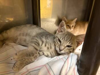 CALDO* -  Domestic Short Hair Cat for Adoption in Santa Cruz, California - CALDO* | PetCurious
