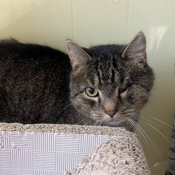 Rescue Domestic Short Hair Cats for Adoption in Mckean, Pennsylvania - Xander | PetCurious