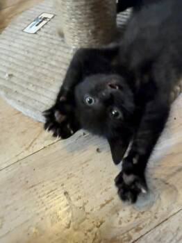 Luther -  Domestic Short Hair Cat for Adoption in Ferndale, Michigan - Luther | PetCurious