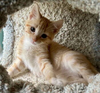 Rescue Tabby and Domestic Short Hair Cats for Adoption in Garner, North Carolina - Prince | PetCurious