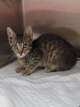 Adam -  Domestic Short Hair Cat for Adoption in Laplace, Louisiana - Adam | PetCurious