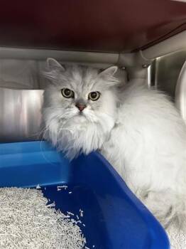 Petra -  Domestic Long Hair Cat for Adoption in Montreal, Quebec - Petra | PetCurious