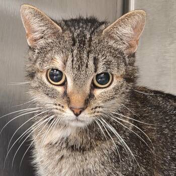 Soup -  Domestic Short Hair Cat for Adoption in Bentonville, Arkansas - Soup | PetCurious