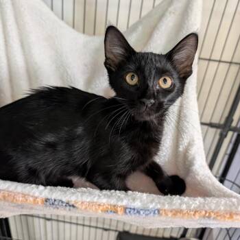 Spork -  Domestic Short Hair Cat for Adoption in Cape Girardeau, Missouri - Spork | PetCurious