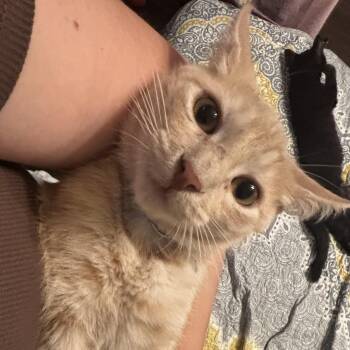 Garfield -  Domestic Short Hair Cat for Adoption in Liverpool, Texas - Garfield | PetCurious