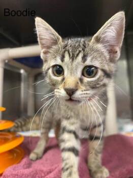 Boodie -  Domestic Short Hair Cat for Adoption in Hobart, Indiana - Boodie | PetCurious