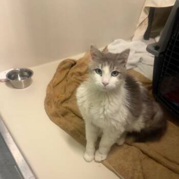 Chuck -  Domestic Short Hair Cat Available for Adoption in St. Helena, California - Chuck | PetCurious