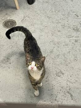 Domestic Short Hair Cats Available for Adoption - WATER COOLER | PetCurious