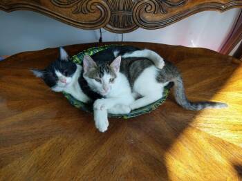 Ricky -  Domestic Short Hair Cat for Adoption in Millcreek, Utah - Ricky | PetCurious