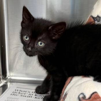 Bounce -  Domestic Short Hair Cat for Adoption in Kansas City, Kansas - Bounce | PetCurious