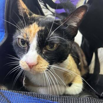 Camilla -  Domestic Short Hair Cat for Adoption in Tyler, Texas - Camilla | PetCurious