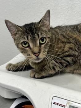 Rescue Domestic Short Hair Cats for Adoption in West Chester, Pennsylvania - Destini | PetCurious