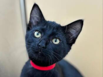 Yin -  Domestic Short Hair Cat for Adoption in Portland, Oregon - Yin | PetCurious