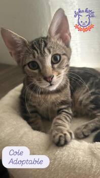 Cole -  Domestic Short Hair Cat for Adoption in Honolulu, Hawaii - Cole | PetCurious