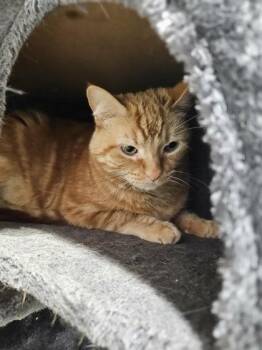 Domestic Short Hair Cats Available for Adoption in Munster, Indiana - Akibe | PetCurious