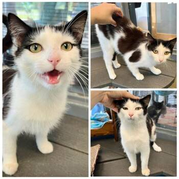 Bokchoy -  Domestic Short Hair Cat for Adoption in New York, New York - Bokchoy | PetCurious