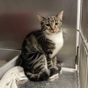 Hoot -  Domestic Short Hair Cat for Adoption in Wheaton, Illinois - Hoot | PetCurious