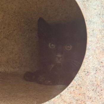 Tabasco -  Domestic Short Hair Cat for Adoption in Cheyenne, Wyoming - Tabasco | PetCurious