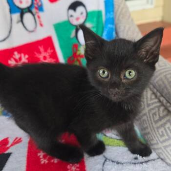Rescue Domestic Short Hair Cats for Adoption in Brighton, Missouri - Raven | PetCurious