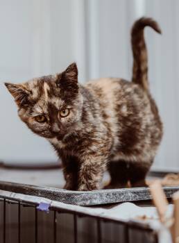 Rescue Tortoiseshell Cats for Adoption in Le Mars, Iowa - Spice | PetCurious