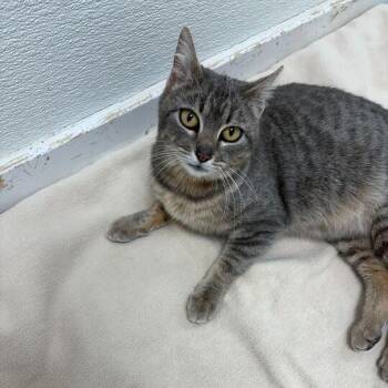 Miley Cyrus -  Domestic Short Hair Cat for Adoption in Driggs, Idaho - Miley Cyrus | PetCurious