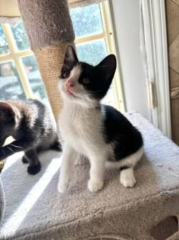 Adria -  Domestic Short Hair Cat for Adoption in Melville, New York - Adria | PetCurious