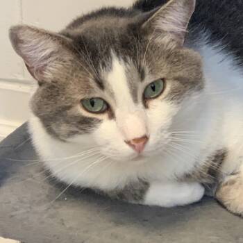 Handsome -  Domestic Short Hair Cat for Adoption in Saint Charles, Missouri - Handsome | PetCurious