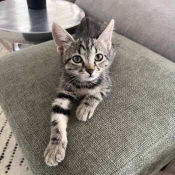 Hank 54422 -  Domestic Short Hair Cat for Adoption in Las Vegas, Nevada - Hank 54422 | PetCurious