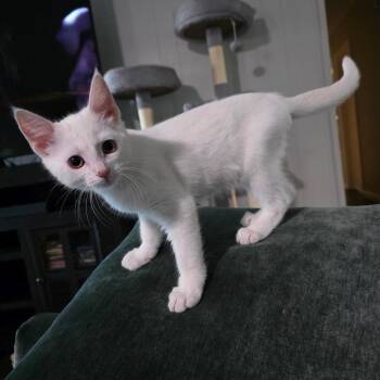 Siamese Cats Available for Adoption - Horchata | PetCurious