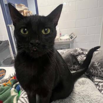Regan -  Domestic Short Hair Cat for Adoption in Hampton Bays, New York - Regan | PetCurious