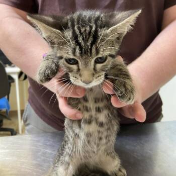 Pepper -  Domestic Short Hair Cat for Adoption in Monroe, Louisiana - Pepper | PetCurious