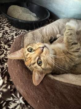 Domestic Short Hair Cats Available for Adoption in Cambridge, Maryland - Pretty Princess | PetCurious