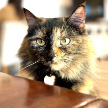 Papaya Alexander -  Domestic Long Hair Cat for Adoption in Eagle Mountain, Utah - Papaya Alexander | PetCurious