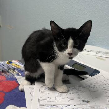 Gemini -  Domestic Short Hair Cat for Adoption in Riverside, California - Gemini | PetCurious
