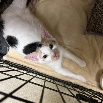 Hopscotch -  Domestic Short Hair Cat for Adoption in Buffalo, New York - Hopscotch | PetCurious