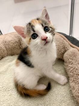 Yuzu. -  Domestic Short Hair Cat for Adoption in Pacifica, California - Yuzu. | PetCurious