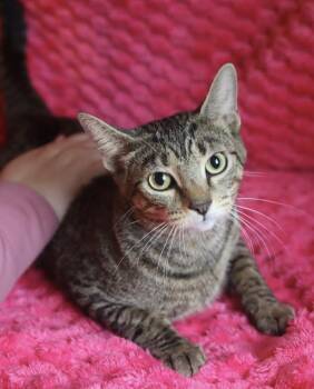 Mystique -  Domestic Short Hair Cat for Adoption in Franklin, Tennessee - Mystique | PetCurious