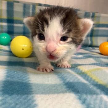 Domestic Short Hair Cats Available for Adoption in Marshall, Texas - Sunday | PetCurious