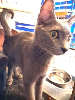 Frannie -  Domestic Short Hair Cat for Adoption in Ogden, Utah - Frannie | PetCurious