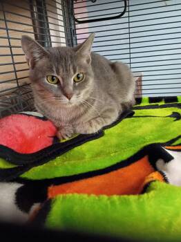 Raya -  Domestic Short Hair Cat for Adoption in Hamilton, Ohio - Raya | PetCurious